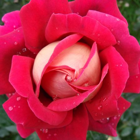 Trandafir - spirala parfumata